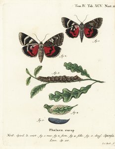 Dunkelroter Unterflügel, Catocala sponsa. Handkolorierter Kupferstich von Johann Carl Bock nach Eugenius Johann Christoph Espers Die Schmetterlinge in Abbildungen nach der Natur, Erlangen