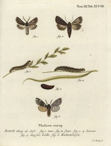 Gefiederte gotische und Rannoch-Sprawler-Motten