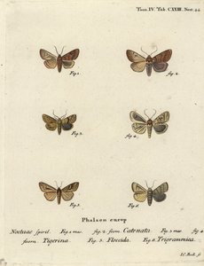 Gerandete Kastanie, Agrochola helvola 1,2, gepunktete Kastanie, Conistra rubiginea 3,4, braunlinige Helleule, Mythimna conigera 5, und dreifache Linien, Charanyca trigrammica 6. Handkolorierter Kupferstich von Johann Carl Bock nach Eugenius Johann Christop von Johann Carl Bock
