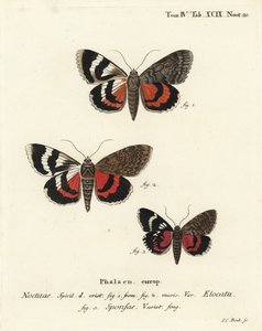 Französischer Roter Unterflügel, Catocala elocata 1,2, und Dunkelroter Unterflügel, Catocala sponsa 3. Handkolorierter Kupferstich von Johann Carl Bock nach Eugenius Johann Christoph Espers Die Schmetterlinge in Abbildungen nach der Natur, Erlangen