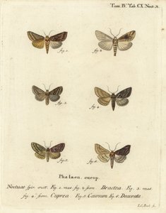 Goldspange, Autographa bractea 1,2, Euchalcia modestoides 3,4, Lamprotes c-aureum 5 und Panchrysia deaurata 6. Handkolorierter Kupferstich von Johann Carl Bock nach Eugenius Johann Christoph Espers Die Schmetterlinge in Abbildungen nach der Natur von Johann Carl Bock