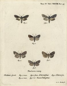 Grüner silbergesprenkelter Hai, Cucullia argentea 1,2, herbstlicher Rustikaler, Eugnorisma glareosa 4, Achtzigerfigur, Tethea ocularis 4-6. Handkolorierter Kupferstich von Johann Carl Bock nach Eugenius Johann Christoph Espers Die Schmetterlinge in Abbildu von Johann Carl Bock