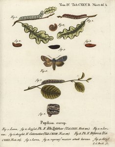 Grauer Schulterknoten, Lithophane ornitopus 1,2, gerüschte Kastanie, Agrochola helvola 3-5, Konformist, Lithophane furcifera 6-9. Handkolorierter Kupferstich von Johann Carl Bock nach Eugenius Johann Christoph Espers Die Schmetterlinge in Abbildungen von Johann Carl Bock
