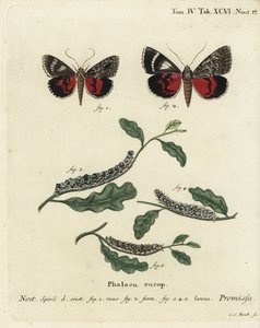 Hellrote Unterflügelmotte, Catocala promissa. Handkolorierter Kupferstich von Johann Carl Bock nach Eugenius Johann Christoph Espers Die Schmetterlinge in Abbildungen nach der Natur, Erlangen