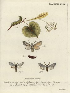 Sprawler-Motte, Asteroscopus sphinx