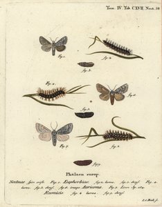 Süßgallmotte, Acronicta euphorbiae 1-5, seltene Dolchmotte, Acronicta auricoma 6, und Knotengrasmotte, Acronicta rumicis 7-9. Handkolorierter Kupferstich von Johann Carl Bock nach Eugenius Johann Christoph Espers Die Schmetterlinge in Abbildungen von Johann Carl Bock