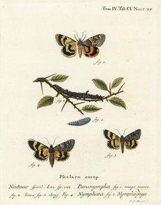 Süßfarn-Unterflügel, Catocala Antinympha, Catocala Nymphaea und Eichen-Gelber Unterflügel, Catocala Nymphagoga