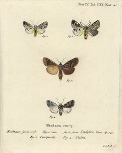 Trichosea ludifica 1,2, Südliche Rustikale, Rhyacia lucipeta 3, und Lamprosticta culta 4. Handkolorierter Kupferstich von Johann Carl Bock nach Eugenius Johann Christoph Espers Die Schmetterlinge in Abbildungen nach der Natur, Erlangen von Johann Carl Bock