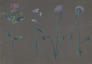 Studie von drei Blumen, 1781 von Johann Christian August Birnbaum