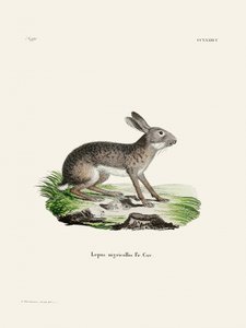 Indischer Hase