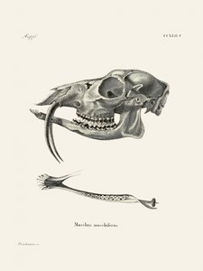 Sibirisches Moschustier von Johann Christian Daniel Von Schreber