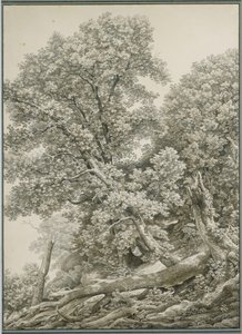 Große Baumstudie von Johann Christian Reinhart