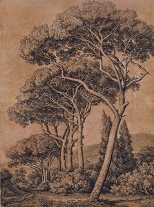 J C Reinhart Schirmpinien 1791