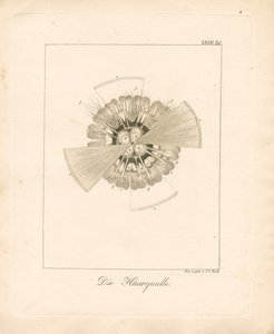 Löwenmähnenqualle von Johann Christoph Bock