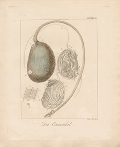 Die Eierstruktur von Johann Christoph Bock