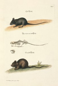 Hausmaus und Feldmaus mit Skelett von Johann Daniel Meyer