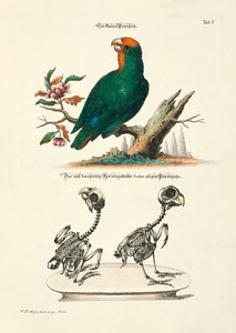Kleiner Papagei mit Skeletten von Johann Daniel Meyer