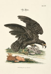 Der Adler von Johann Daniel Meyer