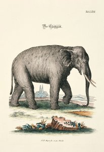 Der Elefant