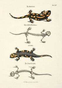 Der Feuersalamander mit Skelett von Johann Daniel Meyer