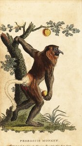 Nasenaffe, Nasalis larvatus. Gefährdet