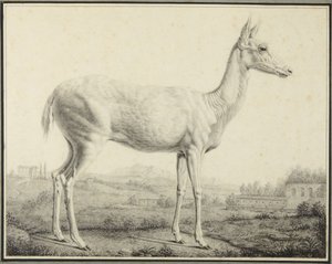 Hirsch von Johann Elias Ridinger
