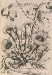 Gelsiminvm indicvm flore phoeniceo, 1633