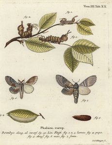 Buchen-Zahnspinner, Stauropus fagi
