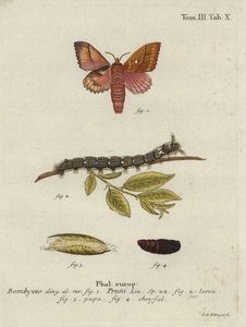 Odonestis pruni Motte