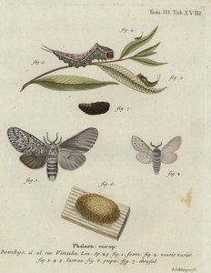 Schwanzfleck, Cerura vinula