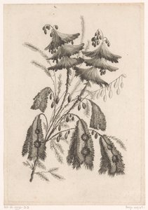 Parasolartige Blumen (Serie: Recueil De Nouvelles Fleurs De Goût; Pour la Manufacture des Etoffes de Perse)