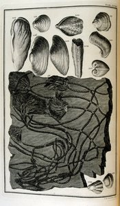 Versteinerte Knochen repräsentieren Tiere, die durch die große biblische Flut zerstört wurden von Johann Jakob Scheuchzer