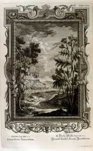 Illustration von Johann Jakob Scheuchzer