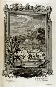 Kaktus kultivieren von Johann Jakob Scheuchzer