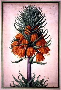 Fritillaria imperialis (Kaiserkrone), Tafel 25 aus dem Nassau Florilegium von Johann Jakob Walther