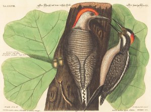 Der Rotbauchspecht (Picus Carolinus) von Johann Michael Seligmann after Mark Catesby