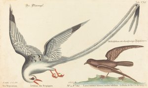 Der Tropikvogel (Phaeton aethereus)