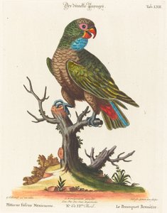 Papagei von Johann Sebastian Leitner after George Edwards
