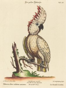 Psittacus albus cristatus maximus von Johann Sebastian Leitner after George Edwards