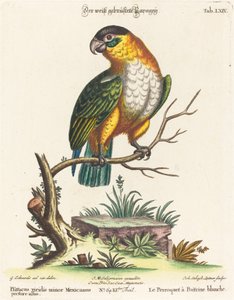 Psittacus viridis minor Mexicanus von Johann Sebastian Leitner after George Edwards