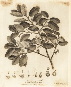 Korkeiche, Quercus suber