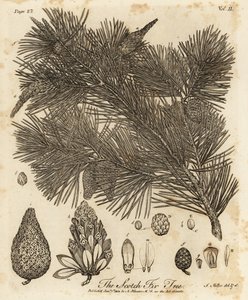 Waldkiefer, Pinus sylvestris
