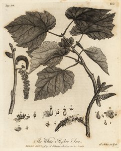 Silber-Pappel, Populus alba