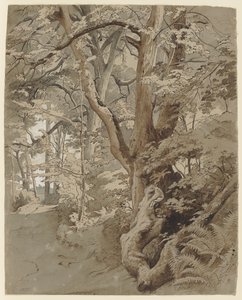 Waldpartie mit einer Eiche und Farnkraut