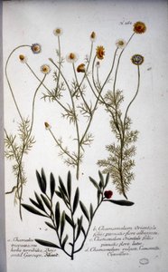 Mehrere Arten von Chamaemelum (Kamille) - in „Herbarium von J.W. Weinmann“ 1737