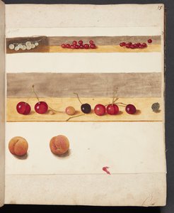 Studie von Früchten und Beeren
