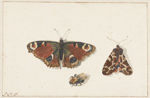 Schmetterling, Motte und Hummel