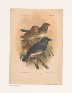 Vier Vögel auf einem Ast von Johannes Gerardus Keulemans