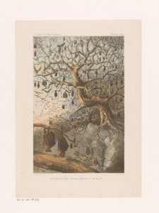 Fledermäuse in einem Baum von Johannes Gerardus Keulemans