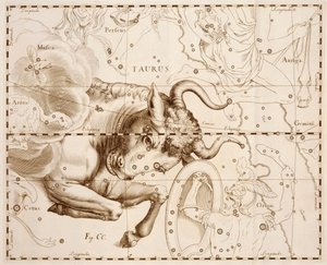 Stier (Sternzeichen), Gravur aus Firmamentum Sobiescianum sive Uranographia, vollständiger Sternenkatalog von Johann Hevelius, gedruckt in Danzig von Johannes Hevelius